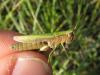 Chorthippus dorsatus dorsatus